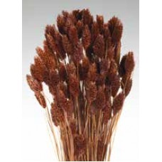 PHALARIS Chocolate 24"